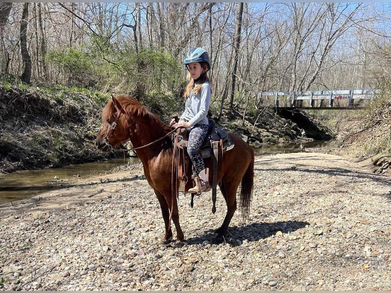 American Quarter Horse Castrone 11 Anni 114 cm Sauro scuro in Brownstown IL