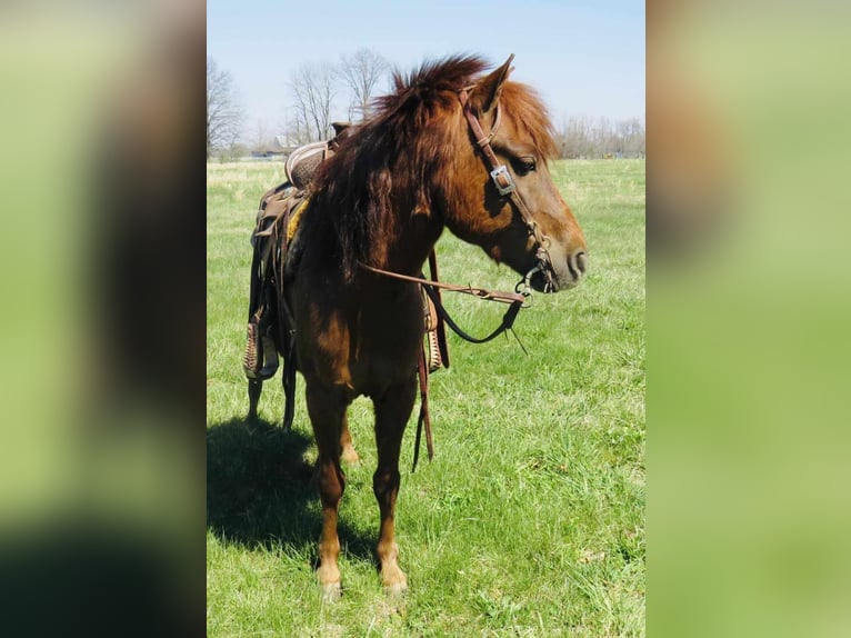 American Quarter Horse Castrone 11 Anni 114 cm Sauro scuro in Brownstown IL