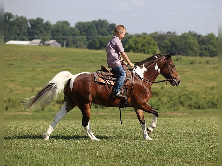 American Quarter Horse Castrone 11 Anni 124 cm Baio ciliegia in Parkers Lake, KY