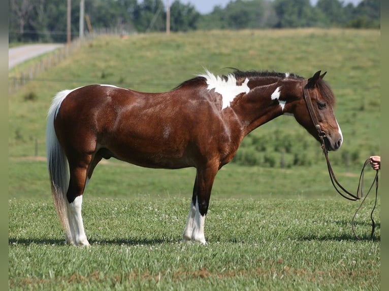 American Quarter Horse Castrone 11 Anni 124 cm Baio ciliegia in Parkers Lake, KY