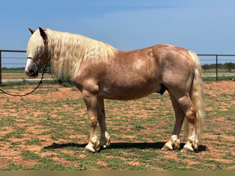 American Quarter Horse Castrone 11 Anni 135 cm Sauro ciliegia in Byers TX