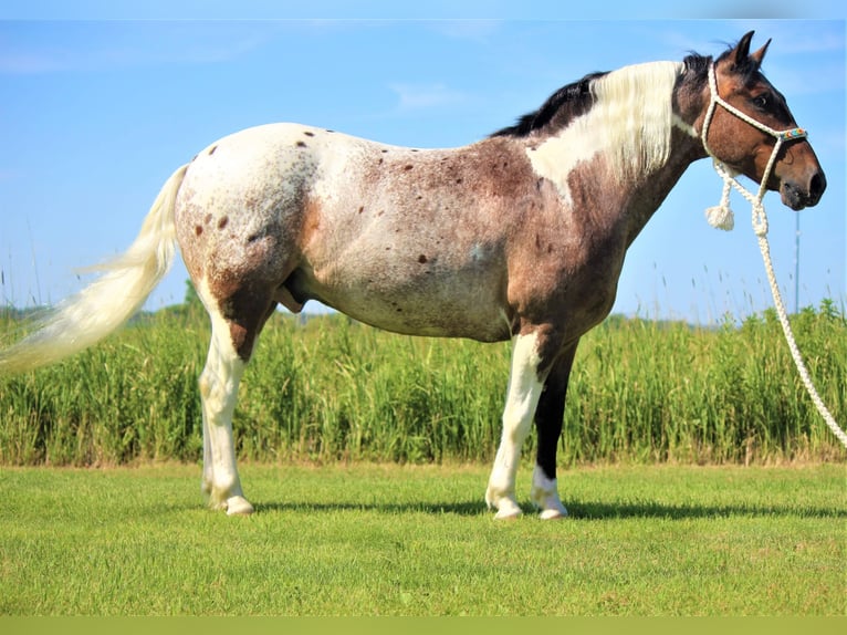 American Quarter Horse Castrone 11 Anni 135 cm Sauro scuro in Rusk TX