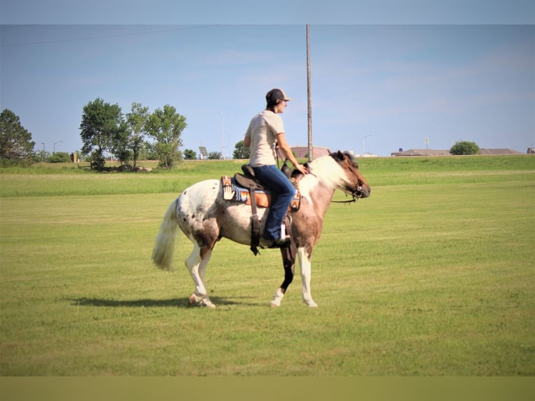 American Quarter Horse Castrone 11 Anni 135 cm Sauro scuro in Rusk TX