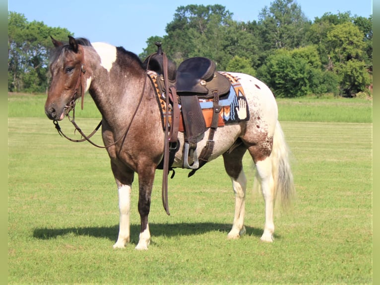 American Quarter Horse Castrone 11 Anni 135 cm Sauro scuro in Rusk TX