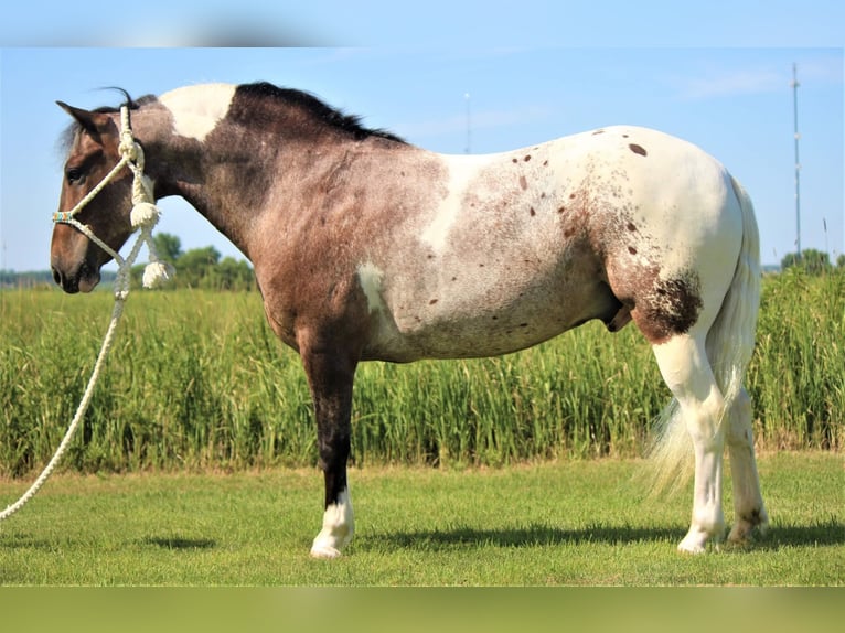 American Quarter Horse Castrone 11 Anni 135 cm Sauro scuro in Rusk TX