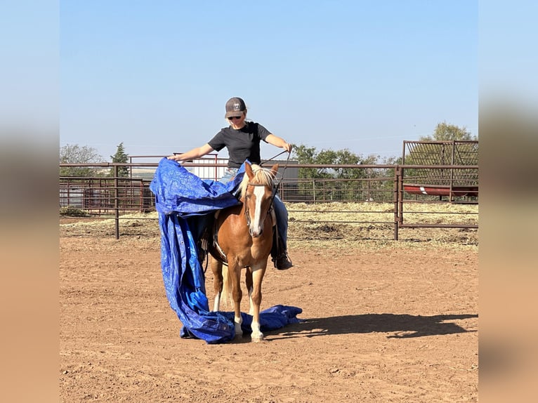 American Quarter Horse Castrone 11 Anni 135 cm Sauro scuro in byers TX