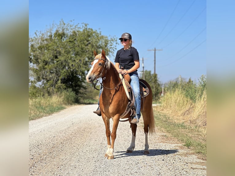 American Quarter Horse Castrone 11 Anni 135 cm Sauro scuro in byers TX