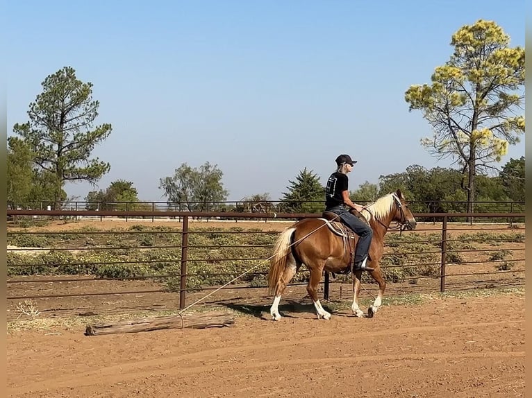 American Quarter Horse Castrone 11 Anni 135 cm Sauro scuro in byers TX