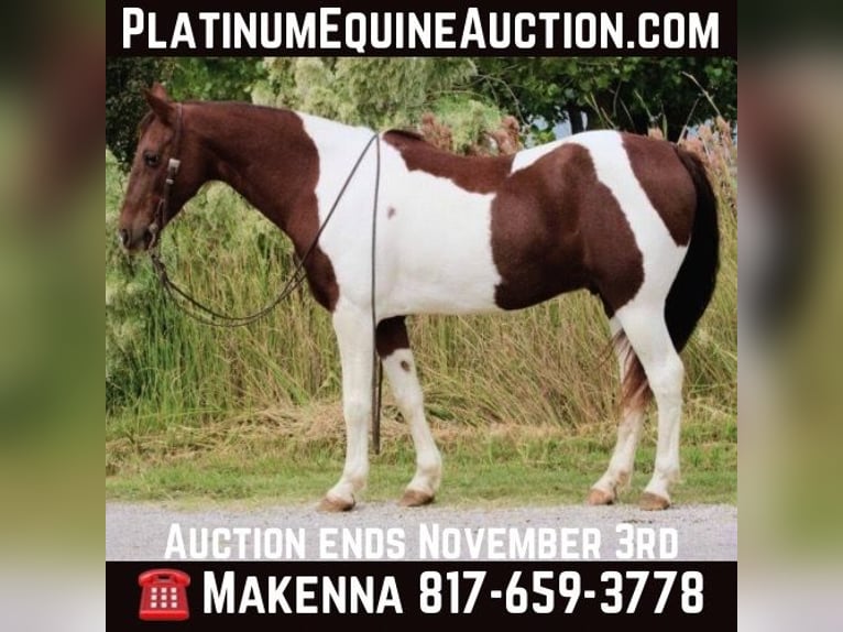 American Quarter Horse Castrone 11 Anni 135 cm Sauro scuro in Stephenville TX