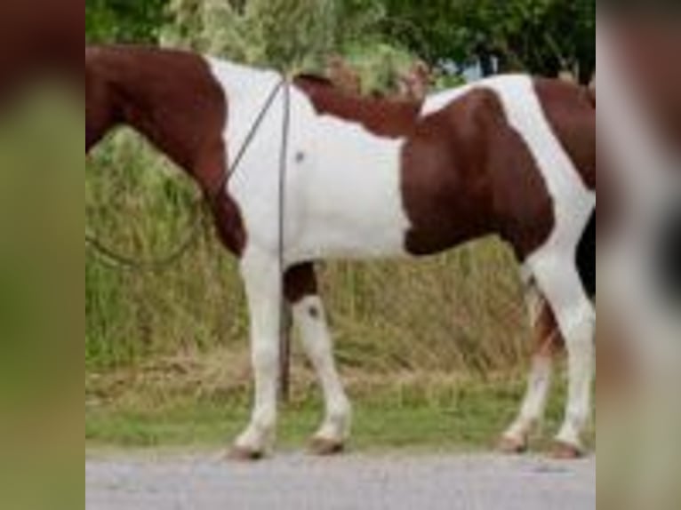 American Quarter Horse Castrone 11 Anni 135 cm Tobiano-tutti i colori in Stephenville TX