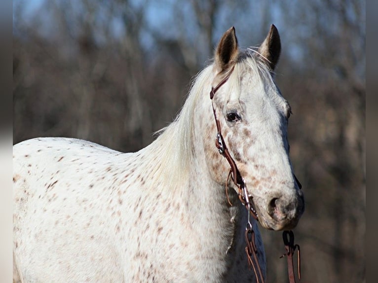 American Quarter Horse Castrone 11 Anni 137 cm Baio ciliegia in Brodhead KY