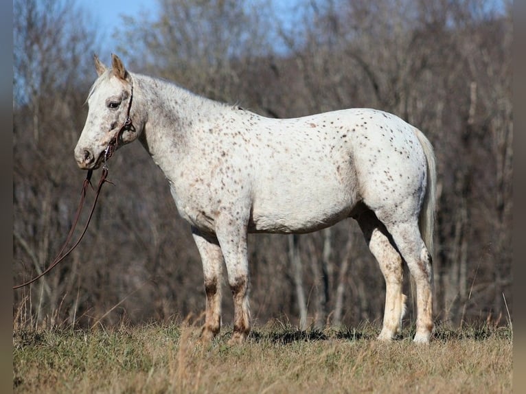 American Quarter Horse Castrone 11 Anni 137 cm Baio ciliegia in Brodhead KY