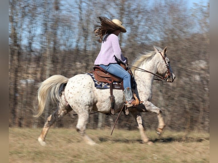 American Quarter Horse Castrone 11 Anni 137 cm Baio ciliegia in Brodhead KY