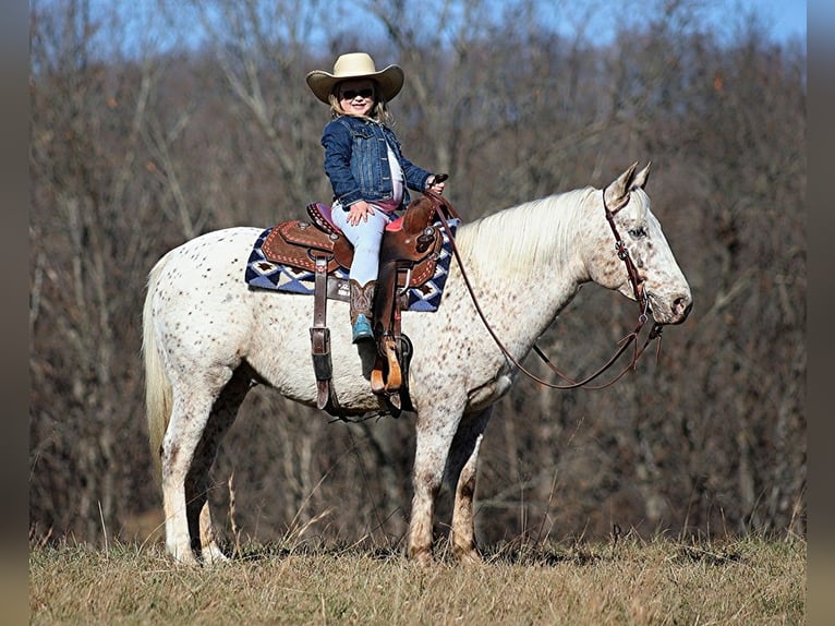 American Quarter Horse Castrone 11 Anni 137 cm Baio ciliegia in Brodhead KY