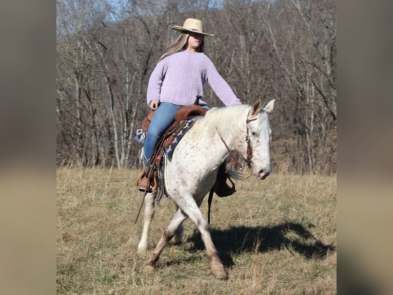 American Quarter Horse Castrone 11 Anni 137 cm Baio ciliegia in Brodhead KY