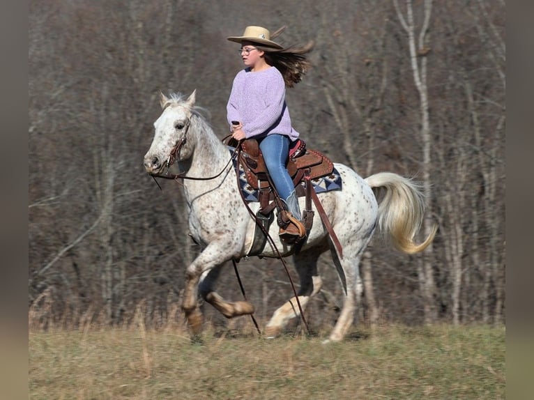 American Quarter Horse Castrone 11 Anni 137 cm Baio ciliegia in Brodhead KY