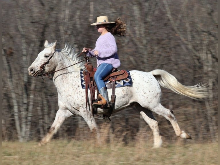 American Quarter Horse Castrone 11 Anni 137 cm Baio ciliegia in Brodhead KY