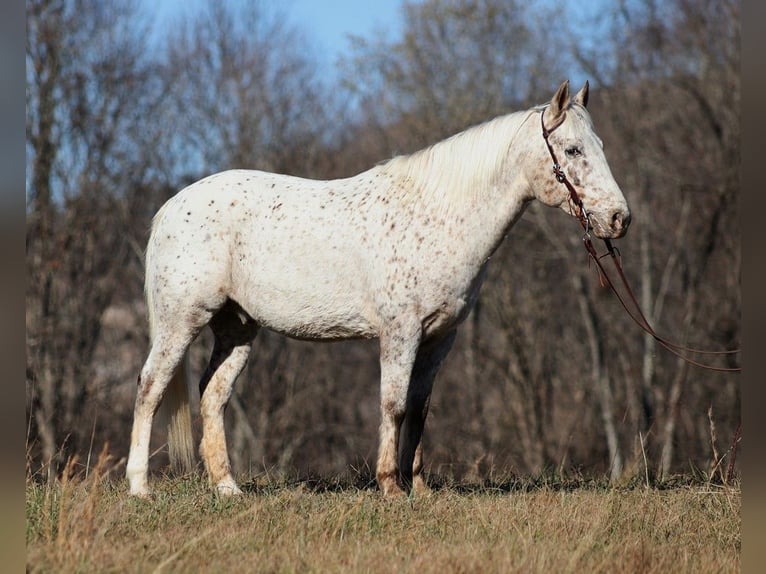 American Quarter Horse Castrone 11 Anni 137 cm Baio ciliegia in Brodhead KY