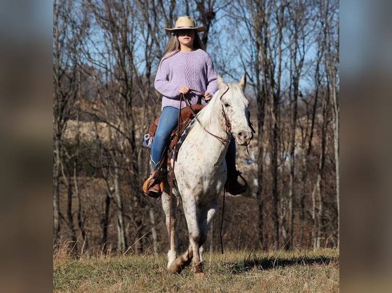 American Quarter Horse Castrone 11 Anni 137 cm Baio ciliegia in Brodhead KY