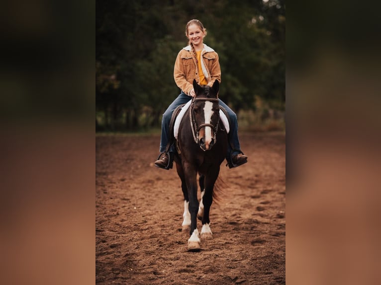 American Quarter Horse Castrone 11 Anni 137 cm Baio ciliegia in Berea KY