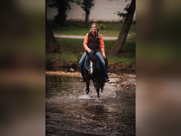 American Quarter Horse Castrone 11 Anni 137 cm Baio ciliegia in Berea KY