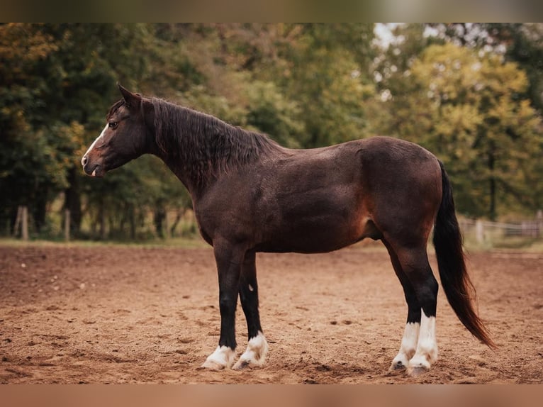 American Quarter Horse Castrone 11 Anni 137 cm Baio ciliegia in Berea KY