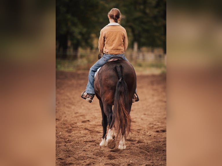 American Quarter Horse Castrone 11 Anni 137 cm Baio ciliegia in Berea KY