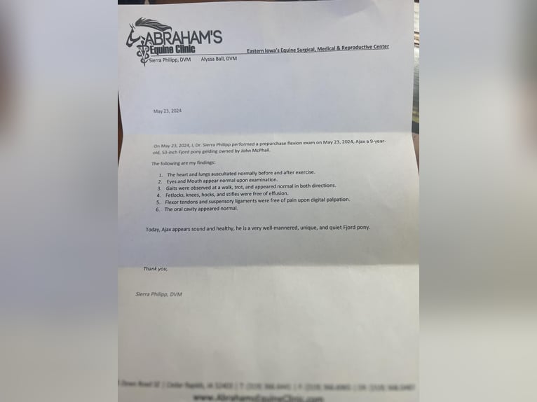 American Quarter Horse Castrone 11 Anni 137 cm Grullo in lisbon IA