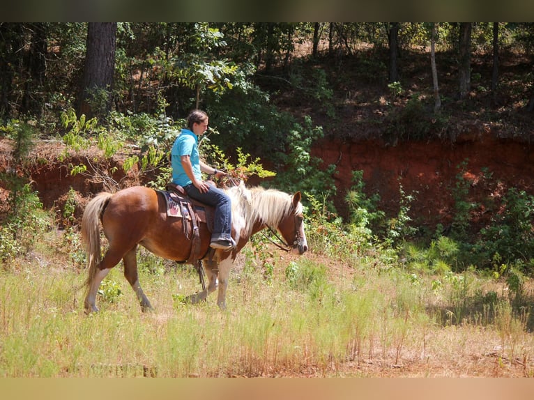 American Quarter Horse Castrone 11 Anni 137 cm Tobiano-tutti i colori in Rusk TX