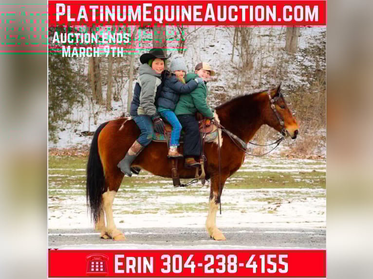 American Quarter Horse Castrone 11 Anni 142 cm Baio ciliegia in Flemingsburg KY