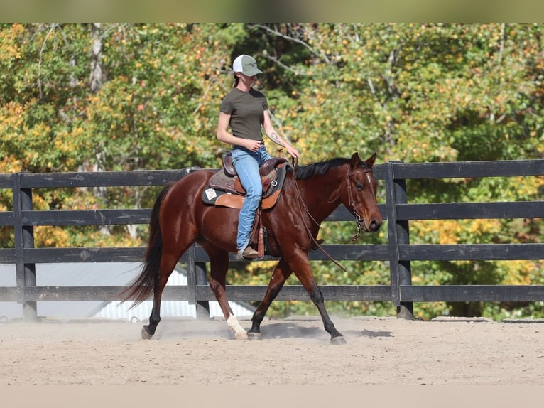 American Quarter Horse Castrone 11 Anni 142 cm Baio ciliegia in Clover, SC