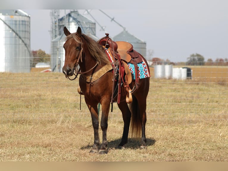 American Quarter Horse Castrone 11 Anni 142 cm Baio in Sanora KY