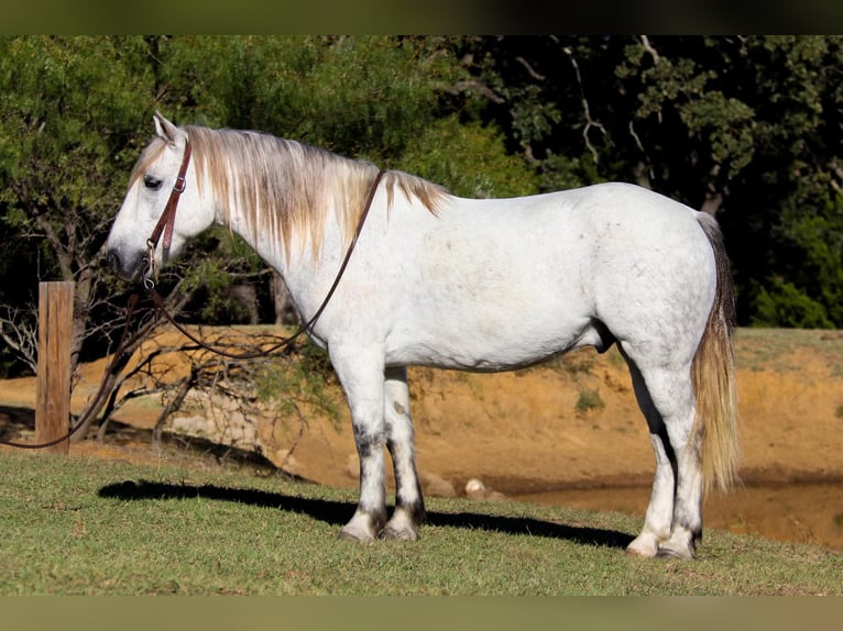 American Quarter Horse Castrone 11 Anni 142 cm Grigio in cleburne TX