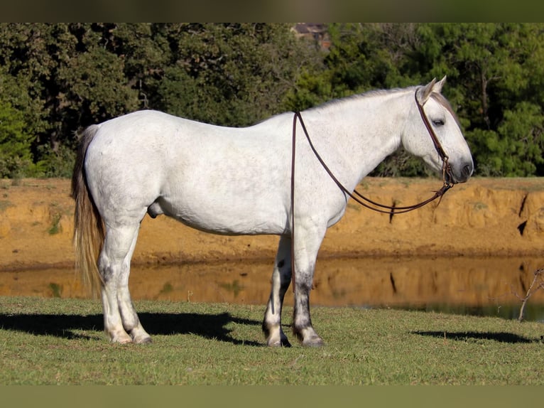 American Quarter Horse Castrone 11 Anni 142 cm Grigio in cleburne TX