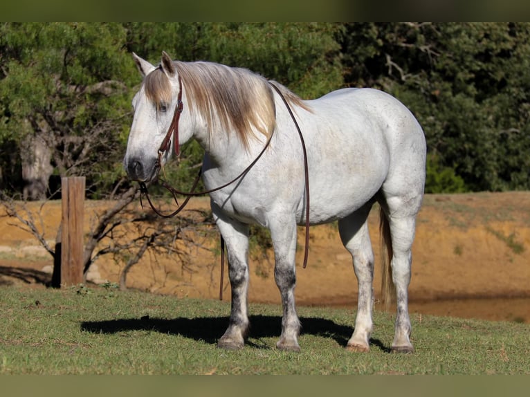 American Quarter Horse Castrone 11 Anni 142 cm Grigio in cleburne TX