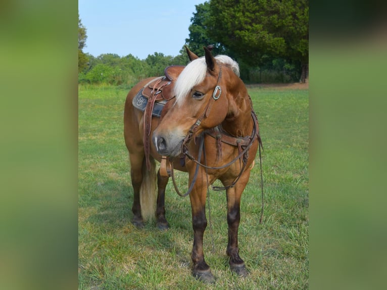 American Quarter Horse Castrone 11 Anni 142 cm Palomino in Greenville Ky