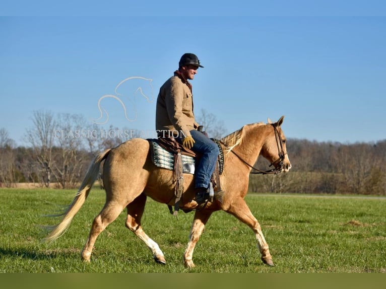 American Quarter Horse Castrone 11 Anni 142 cm Palomino in Salt Lick, KY