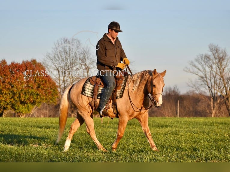 American Quarter Horse Castrone 11 Anni 142 cm Palomino in Salt Lick, KY