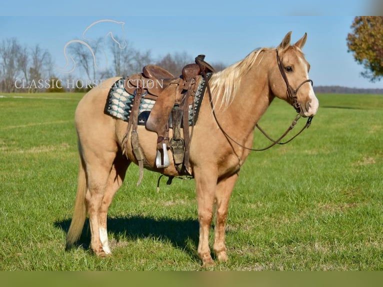 American Quarter Horse Castrone 11 Anni 142 cm Palomino in Salt Lick, KY