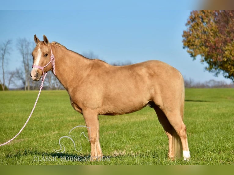 American Quarter Horse Castrone 11 Anni 142 cm Palomino in Salt Lick, KY