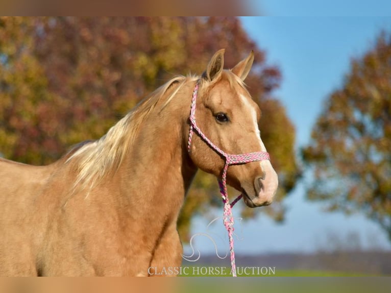 American Quarter Horse Castrone 11 Anni 142 cm Palomino in Salt Lick, KY