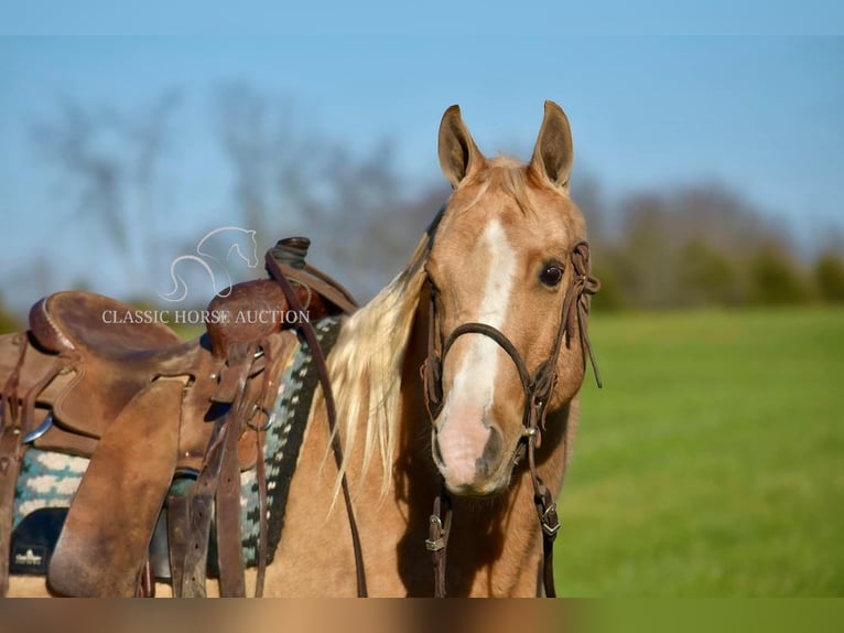 American Quarter Horse Castrone 11 Anni 142 cm Palomino in Salt Lick, KY