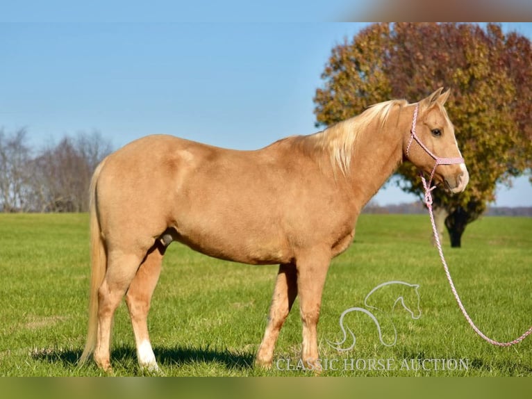 American Quarter Horse Castrone 11 Anni 142 cm Palomino in Salt Lick, KY