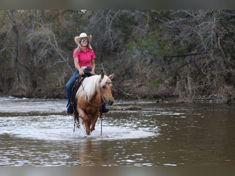 American Quarter Horse Castrone 11 Anni 142 cm Palomino in Stephenville TX