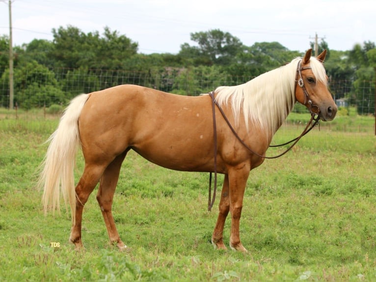 American Quarter Horse Castrone 11 Anni 142 cm Palomino in Stephenville TX