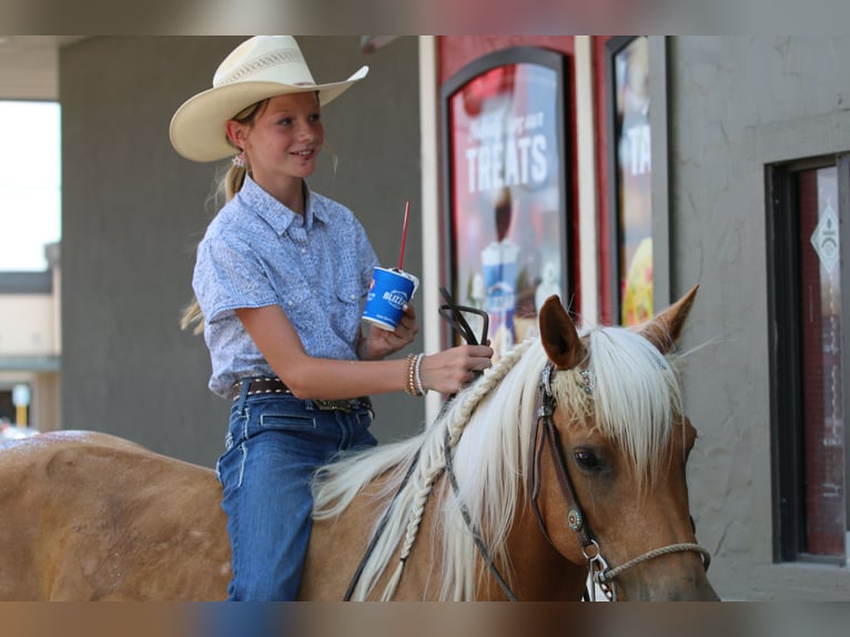 American Quarter Horse Castrone 11 Anni 142 cm Palomino in Stephenville TX