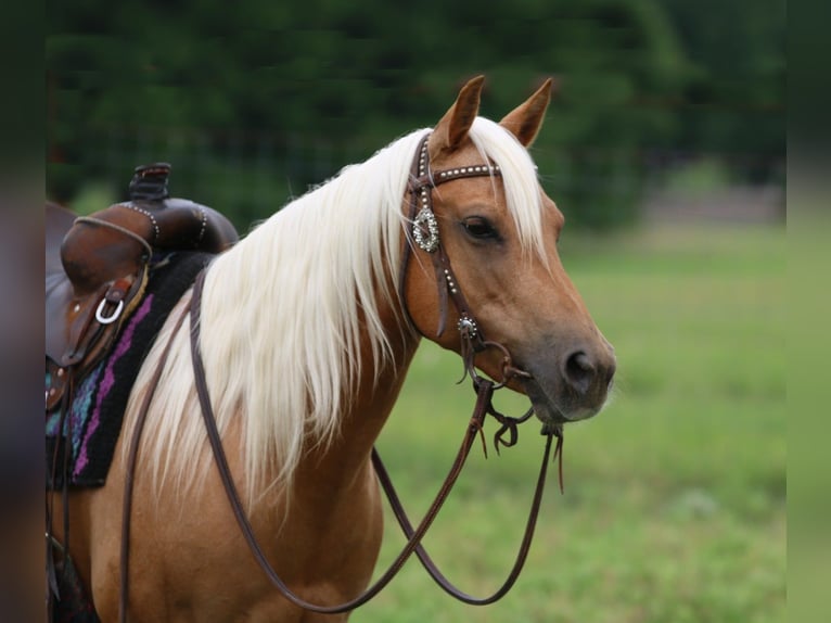 American Quarter Horse Castrone 11 Anni 142 cm Palomino in Stephenville TX