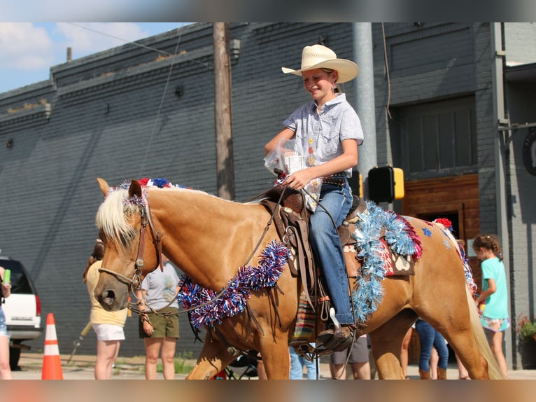 American Quarter Horse Castrone 11 Anni 142 cm Palomino in Stephenville TX