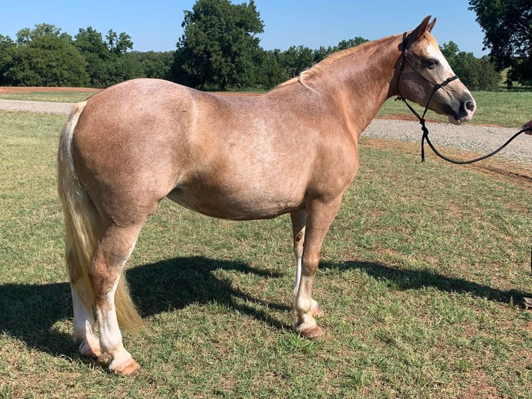 American Quarter Horse Castrone 11 Anni 142 cm Palomino in stillwater OK