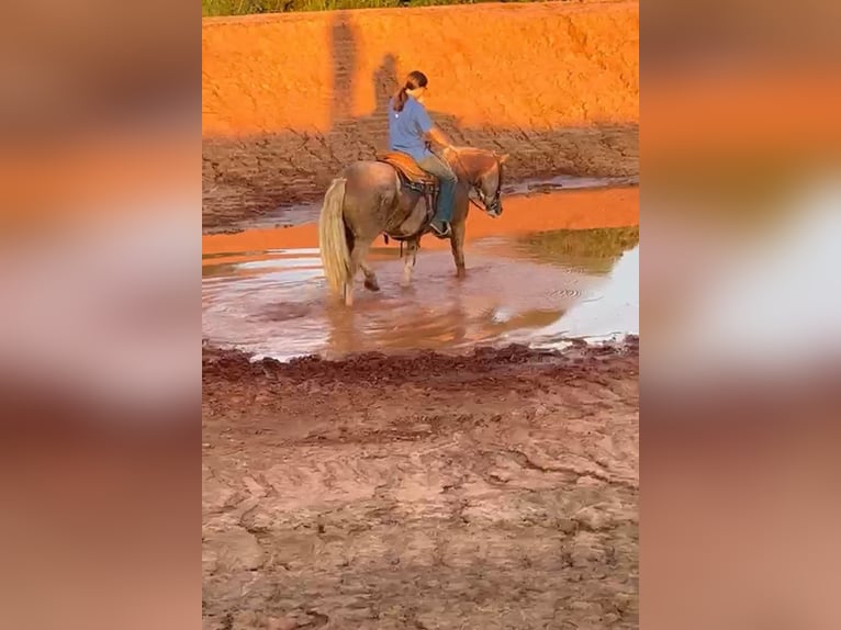 American Quarter Horse Castrone 11 Anni 142 cm Palomino in stillwater OK